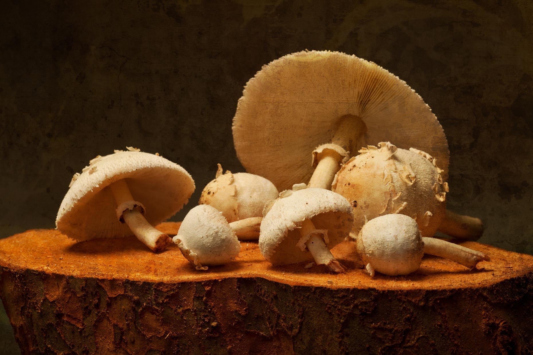 Orlando Professional Food Photography | Mushrooms